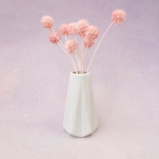 Scabiosa Baby Pink