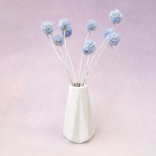 Scabiosa Baby Blue