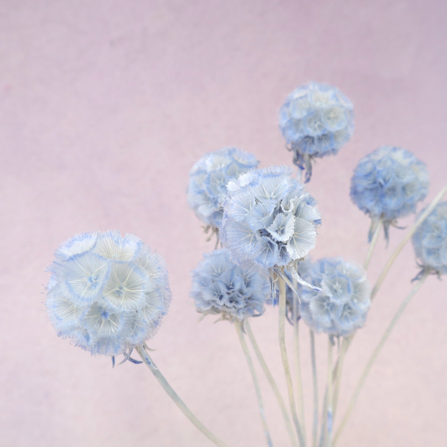 Scabiosa Baby Blue