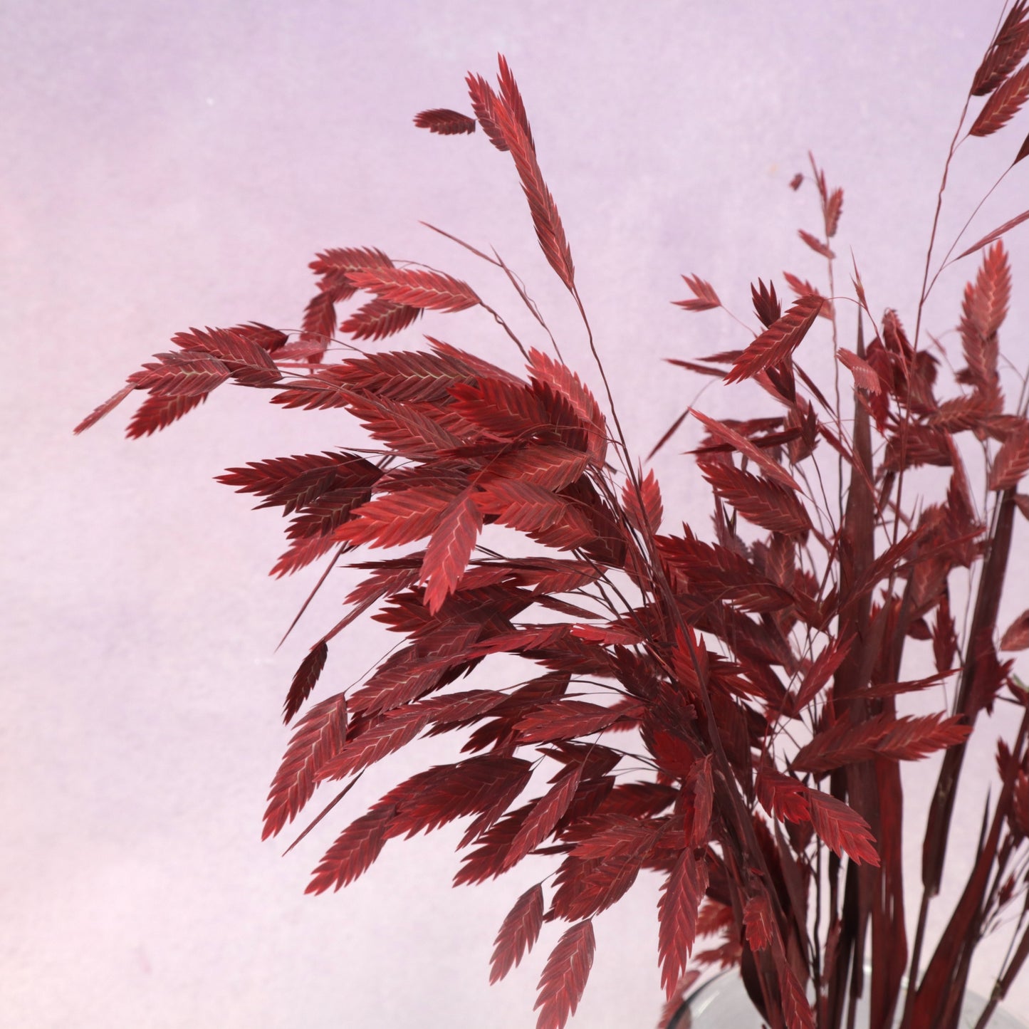 Sea Oats Red