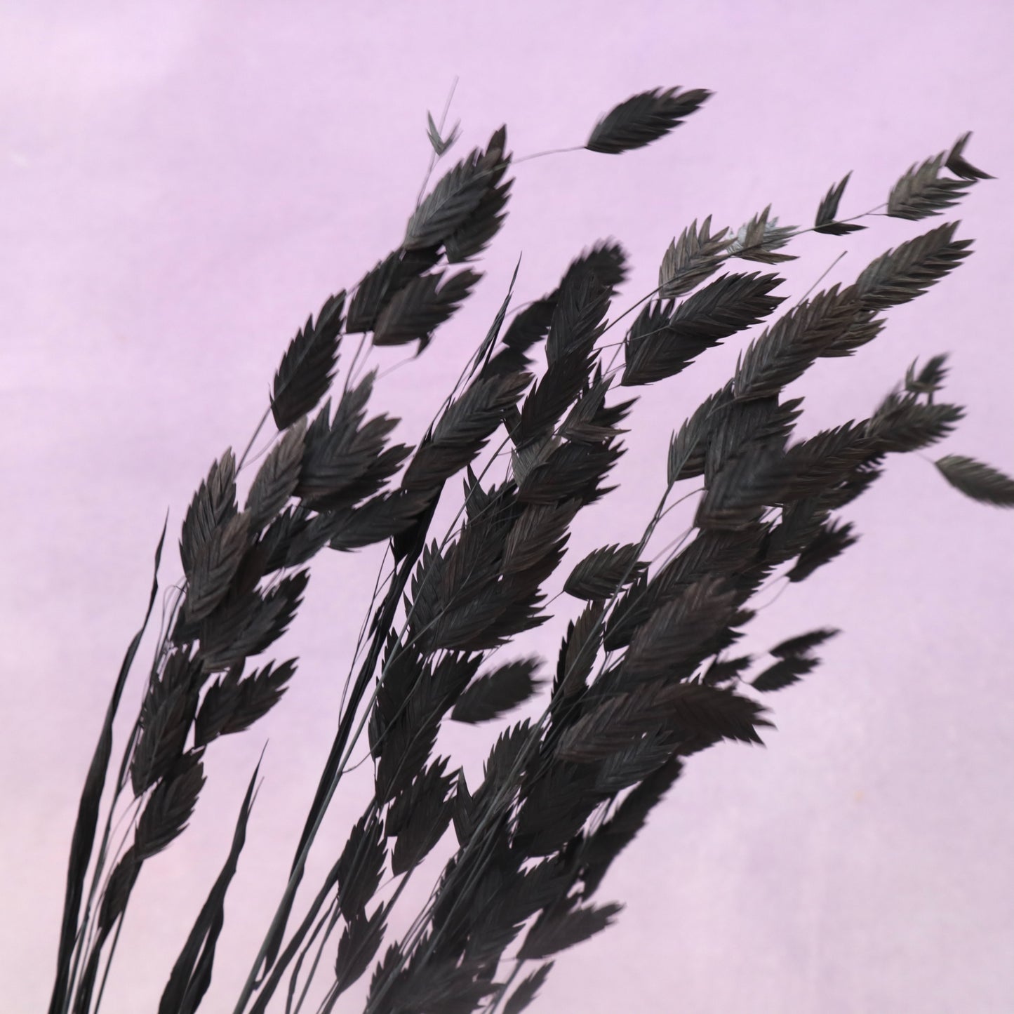 Sea Oats Black