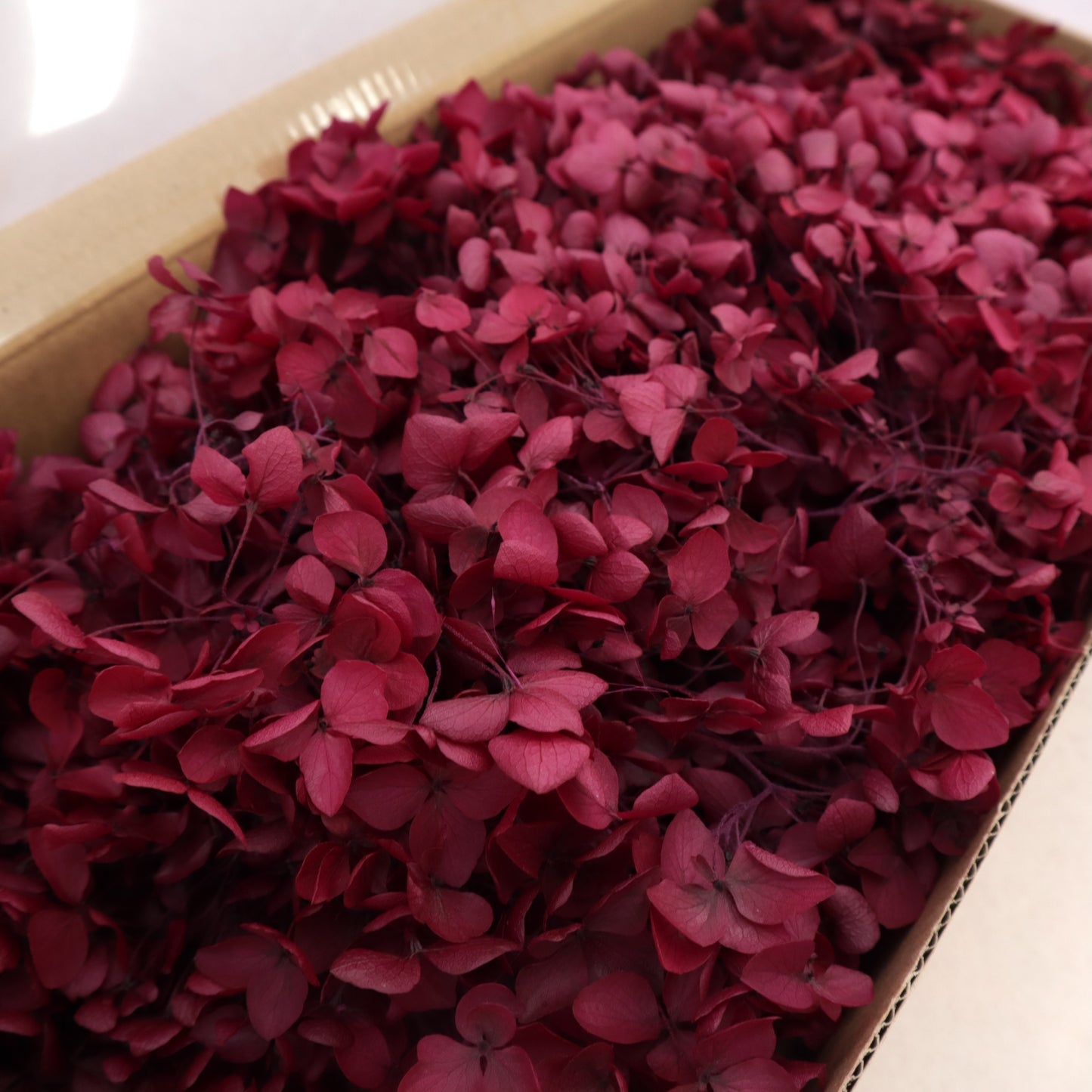 Annabelle Hydrangea 100g Box Burgundy