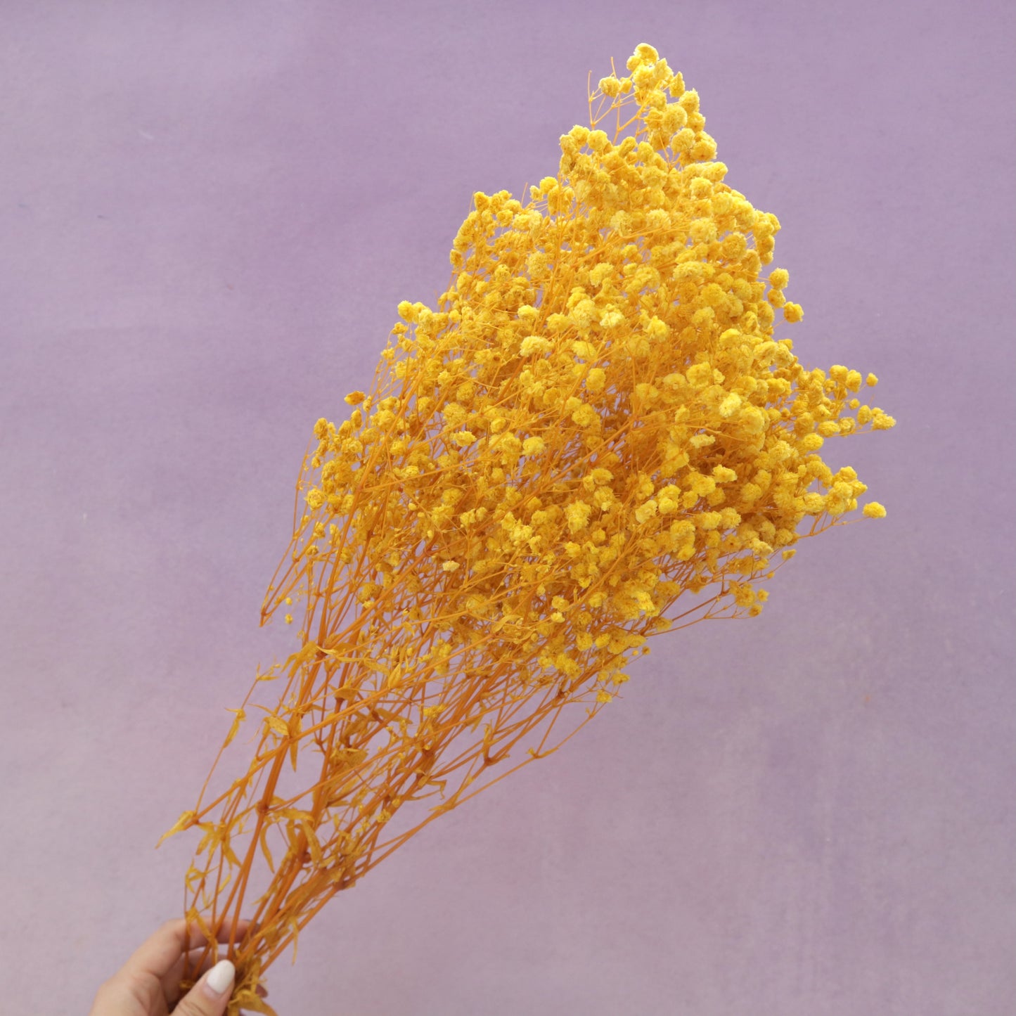 Baby's Breath Yellow