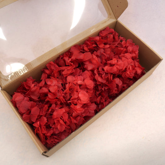 Hydrangea Bigleaf 100g Box Red