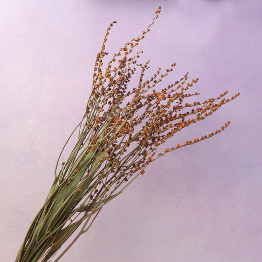 Dried Renanthera (buds)