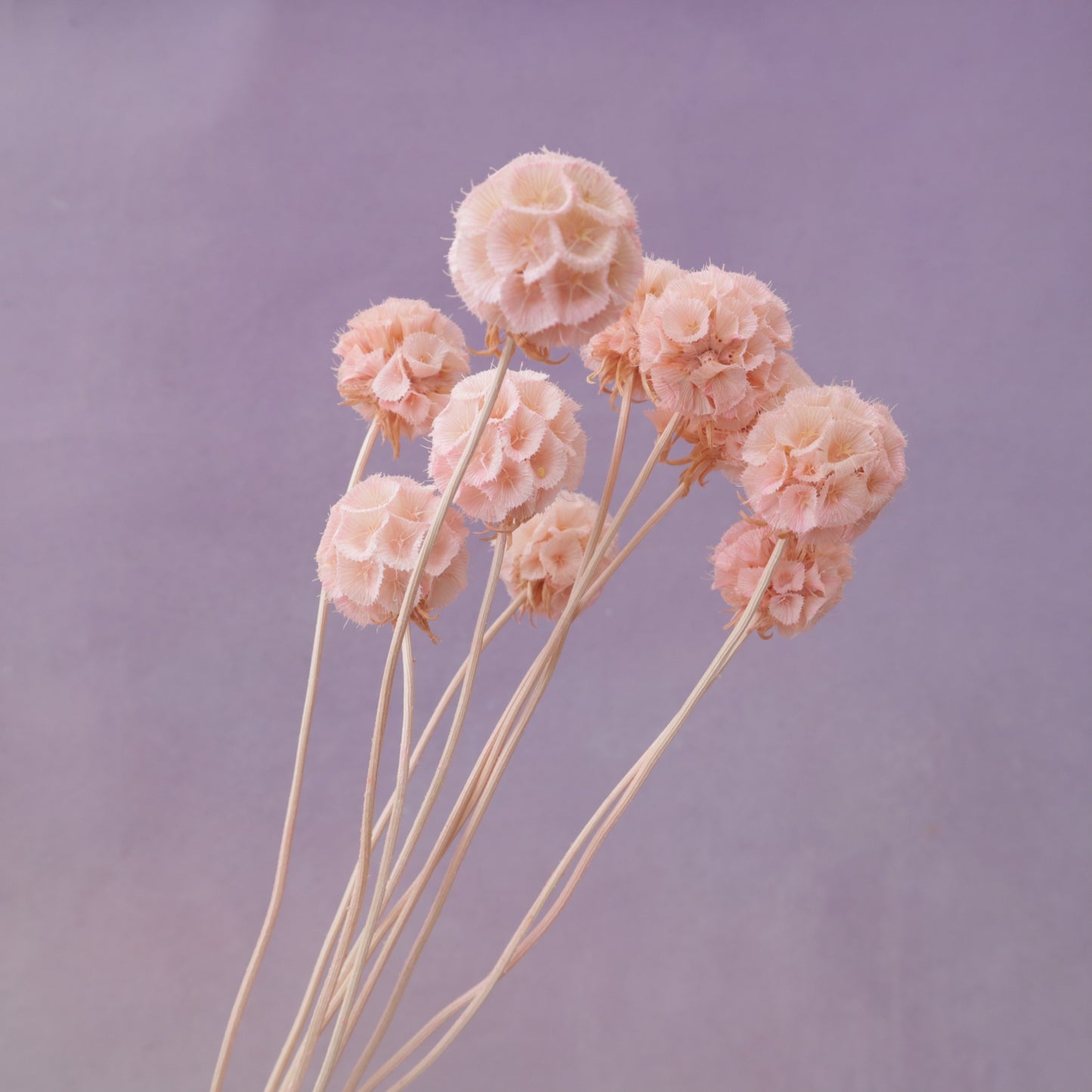 Scabiosa Creamy Pink