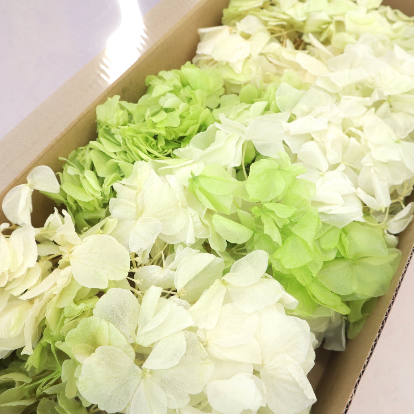 Hydrangea Bigleaf 100g Box Lime