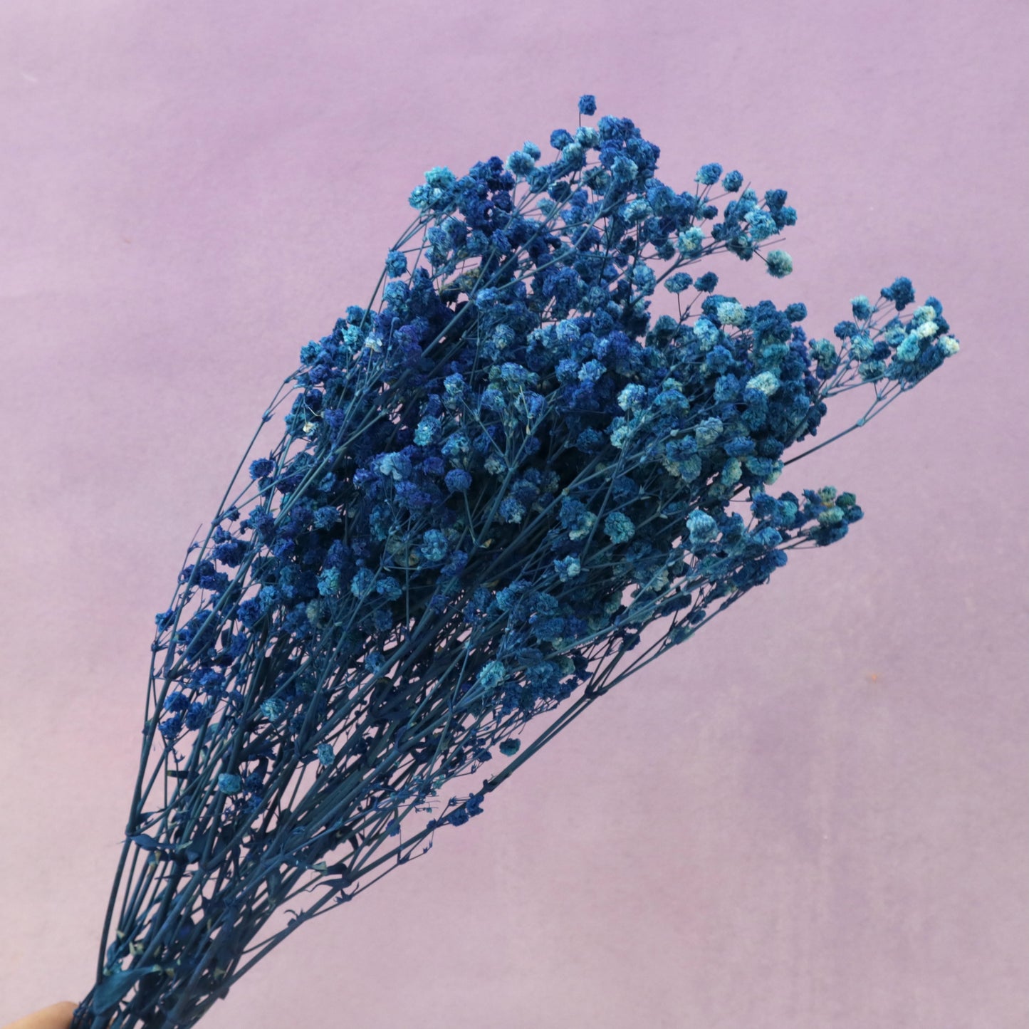 Baby's Breath Blue