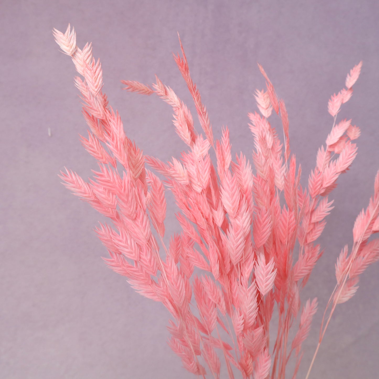 Sea Oats Neon Pink