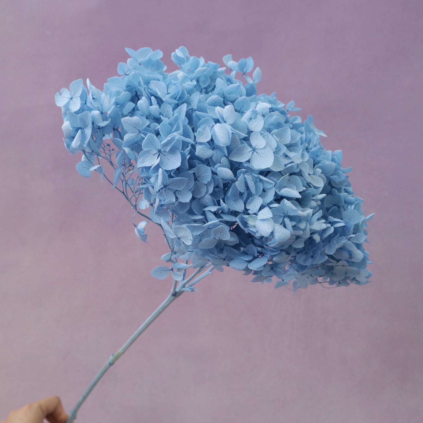 Annabelle Hydrangea Sky Blue