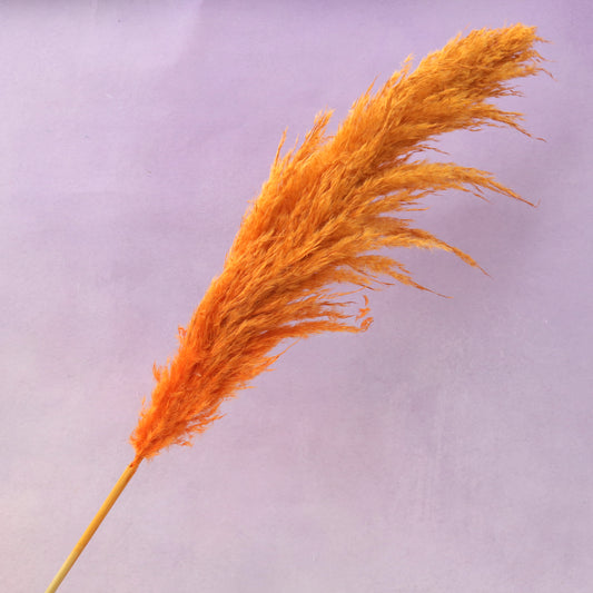 Pampas Grass Burnt Orange