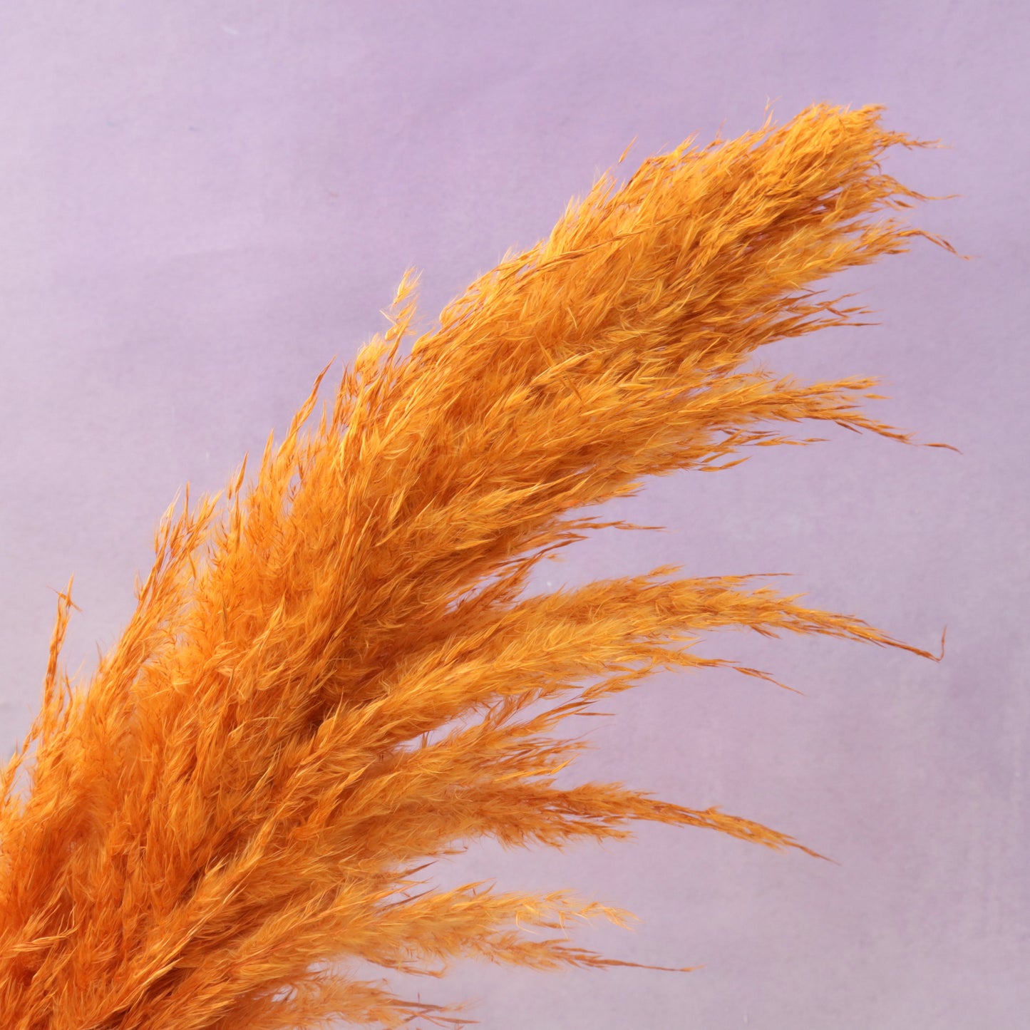 Pampas Grass Burnt Orange