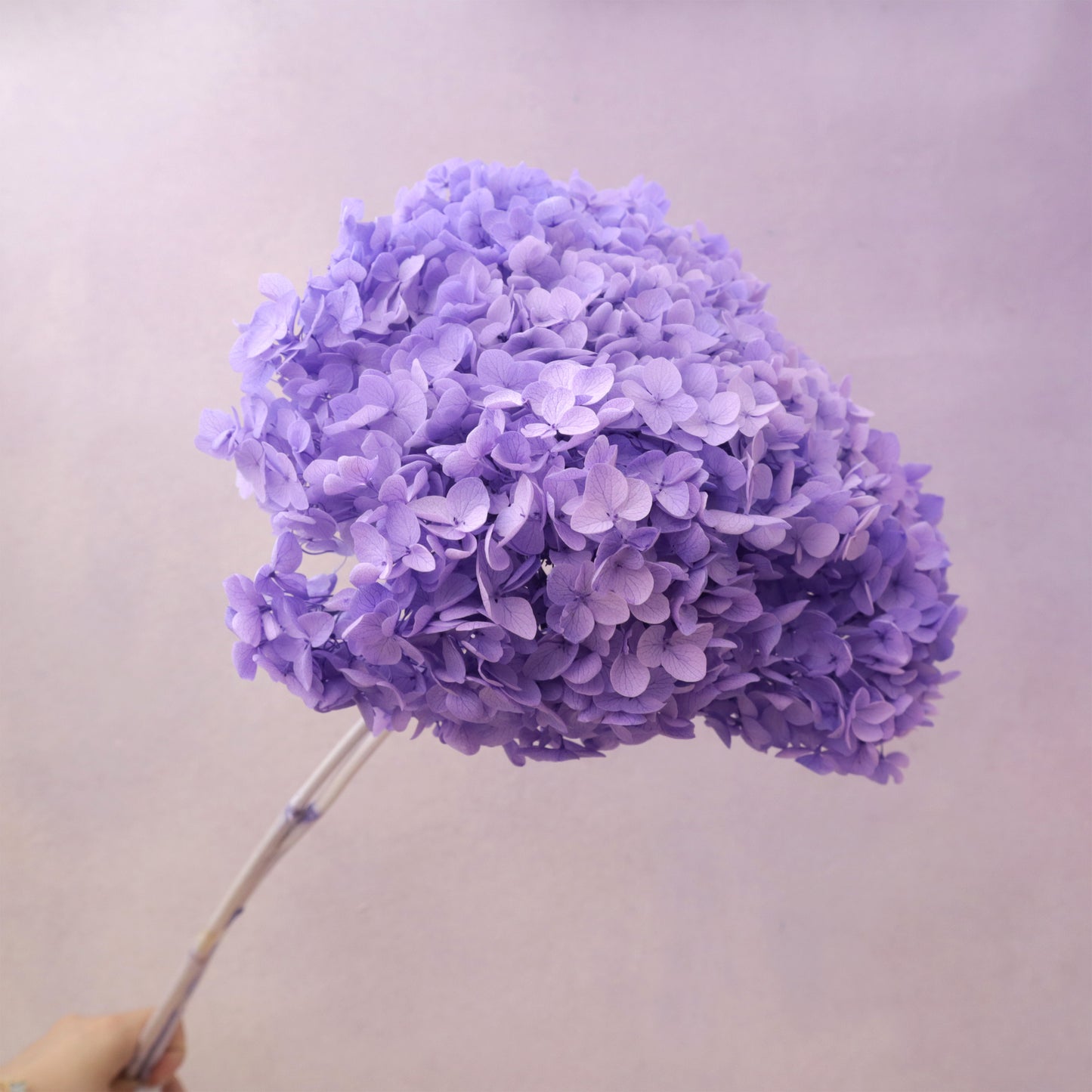 Annabelle  Hydrangea Orchid Purple