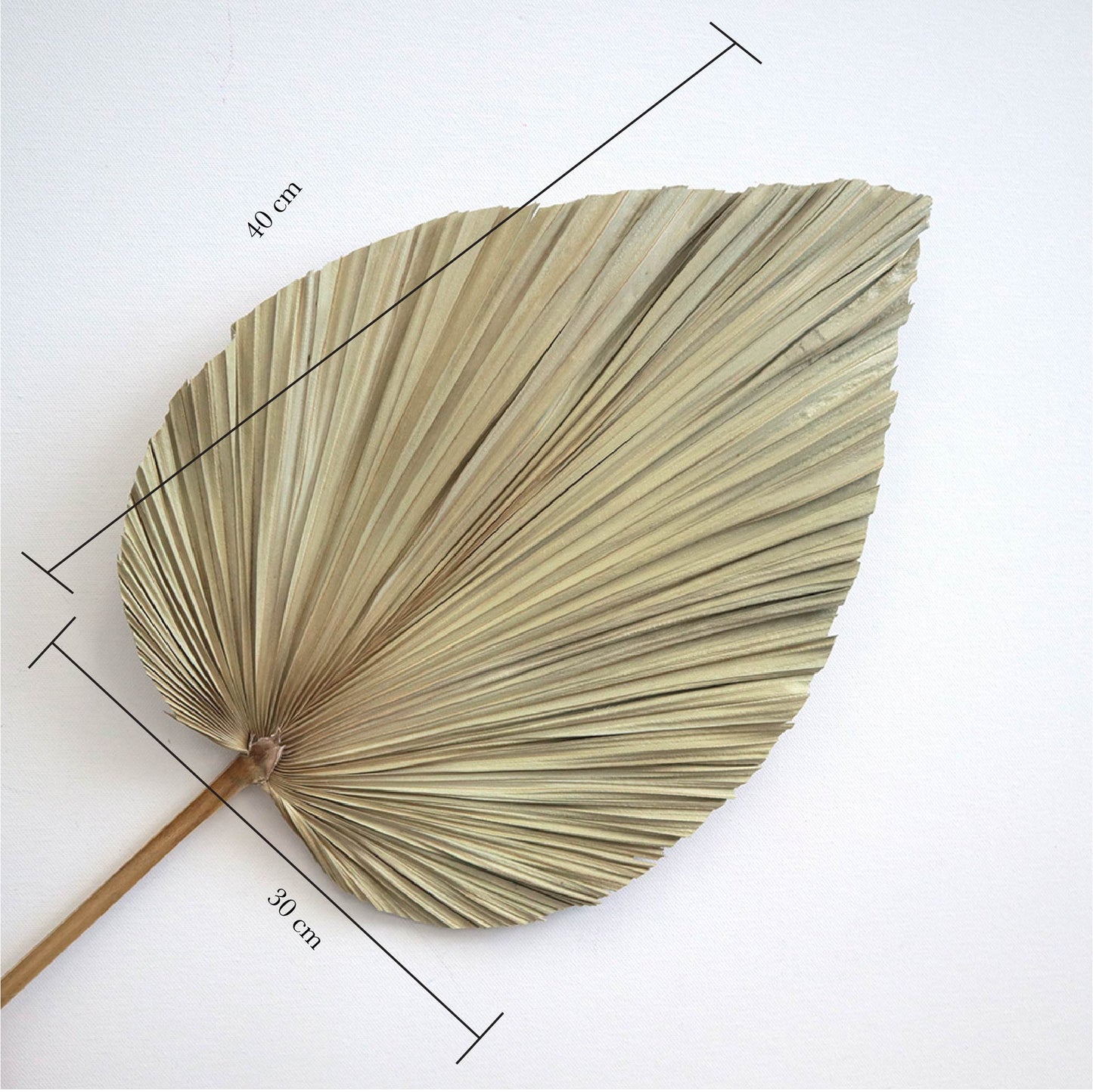 Palm Leaf Large Natural