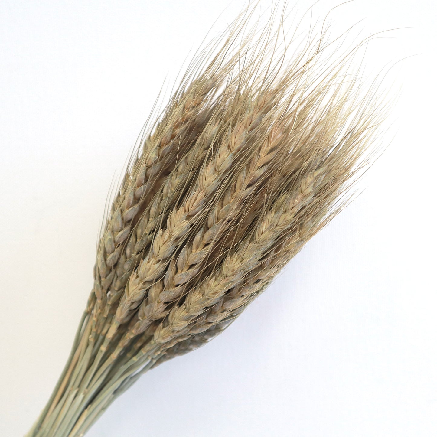 Dried Wheat