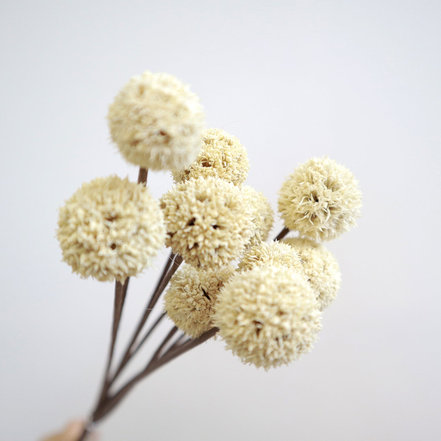 Pom Poms White