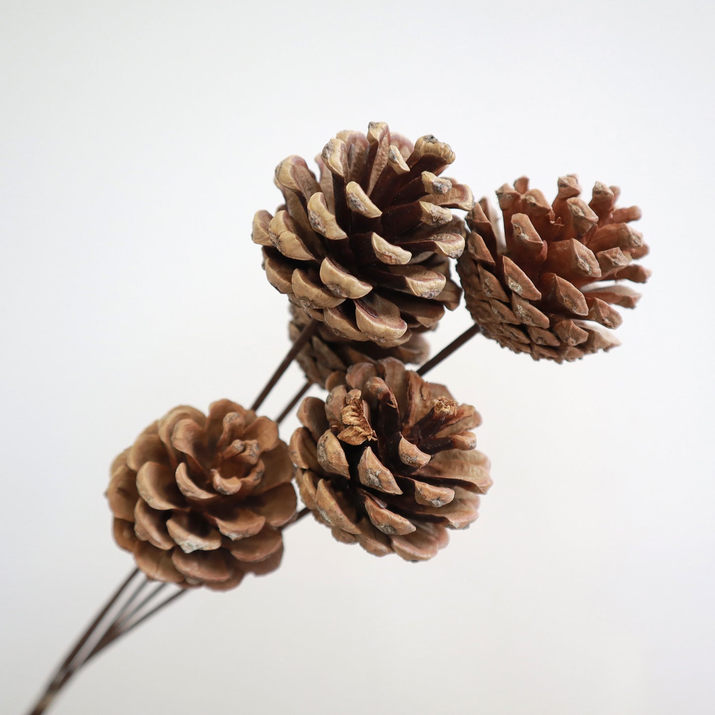 Pine Cones