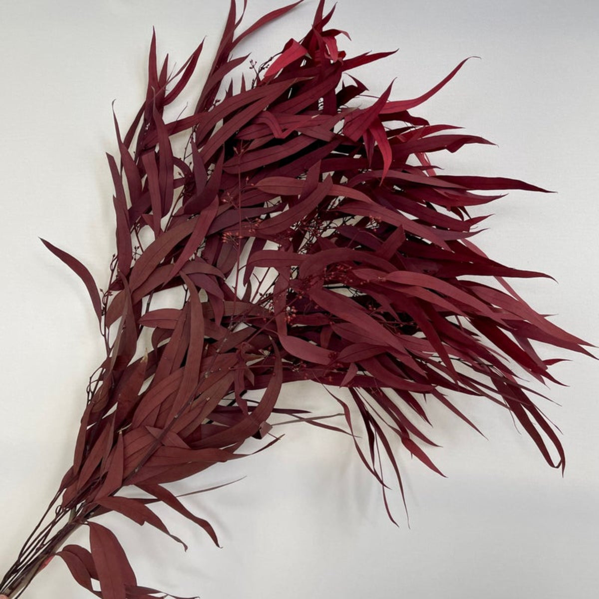 Seeded Gum Wine – Floral Forest Wholesale