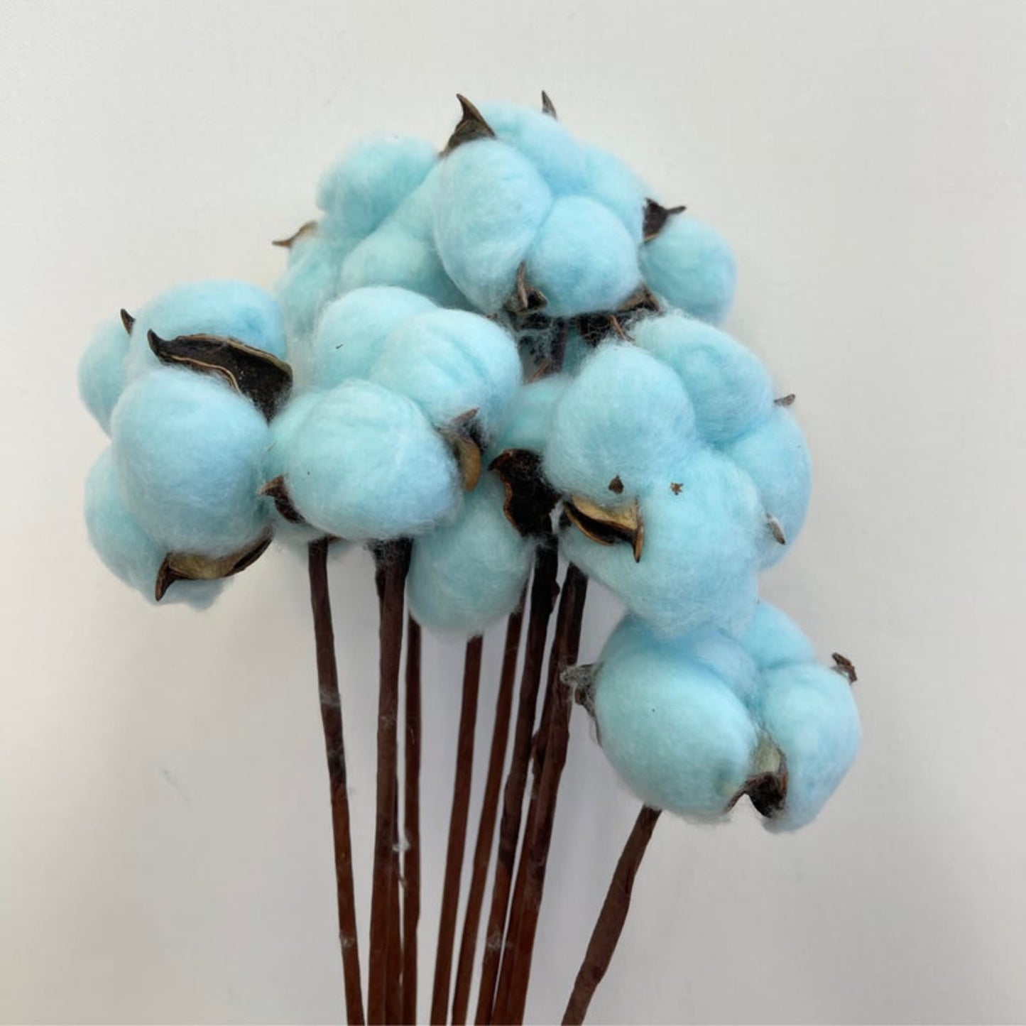 Cotton 10 stems Blue